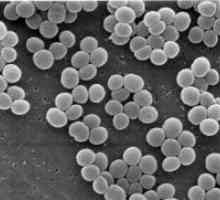 Hemolitična staphylococcus