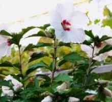 Hibiscus Garden - zatočišče za zimo