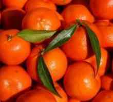 Hibrid pomaranče in mandarine