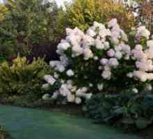 Hydrangea paniculata - sajenje in nego