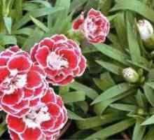 Dianthus chinensis - raste iz semena