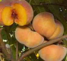 : Peach Peach - prednosti