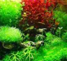 Umetne rastline za akvarij