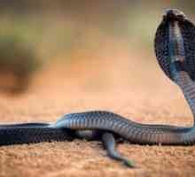 Rezultat ugriza črnovrati pljuvanje cobra