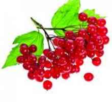 Viburnum jagode - koristi in škoduje