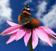 Echinacea - Tinktura