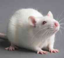 Zakaj sanje bele podgane?