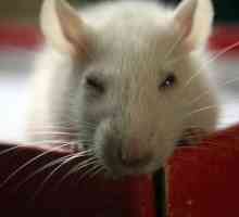 Zakaj sanje bele miši?