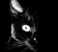 Zakaj sanje črna mačka?