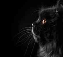 Zakaj sanje črna mačka?