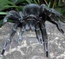 Zakaj sanjam o črni pajek?