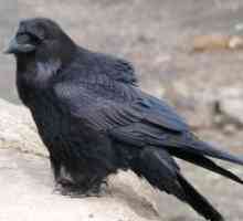 Zakaj sanje črne vrane?