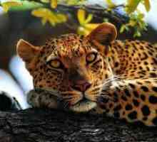 Zakaj sanje leopard?