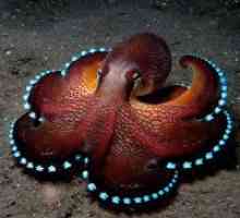 Zakaj sanjamo hobotnice?