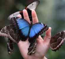 Zakaj sanje metulja?