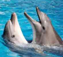 Zakaj sanjam o delfinih?