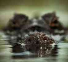 Zakaj sanje krokodilov v vodi?
