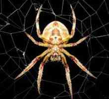 Zakaj sanje pajkov in pajčevina?