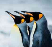 Zakaj sanjam o pingvinih?