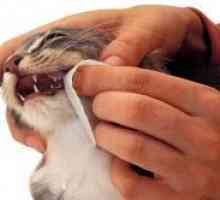 Kako očistiti mačke zobe?