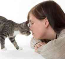 Kako se znebiti alergije na mačke?