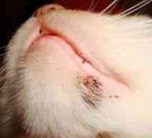 Kako za zdravljenje aken pri mačkah na bradi?