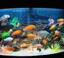 Kako spremeniti vode v akvariju z ribami?