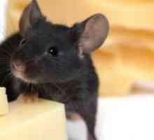 Kako se znebiti miši v vašem stanovanju?