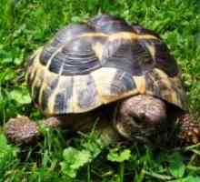 Kako poimenovati želva dekle?
