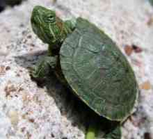 Kako ugotoviti starost rdeče-želvo?