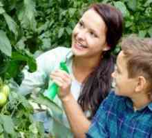 Kako spray paradižnik borove kisline?