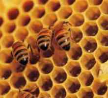Kako čebele medu?