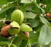 Kako posaditi oreh iz sadja?