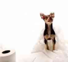Kako usposobiti Chihuahua na stranišče?
