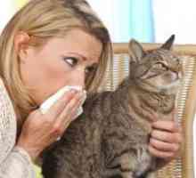 Kako so alergični na mačke?