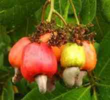 Kako rastejo indijski oreščki?