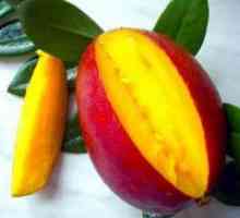 Kako rastejo mango?