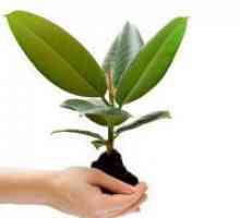 Kako da širi Ficus macrophylla?