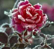 Kako za kritje vrtnice za zimo?