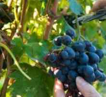 Kako pospešiti dozorevanje grozdja?