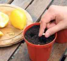 Kako rastejo limone doma?