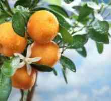 Kako rastejo mandarine kosti?