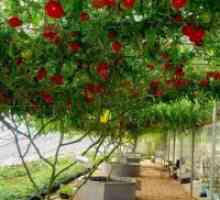 Kako raste paradižnik drevo?