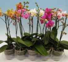 Kako priti orhideja, da zacveti?