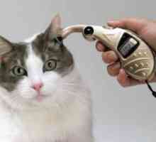 Kaj je telesna temperatura mačk?