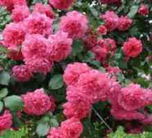Katere so najbolj nezahtevne in zimsko-Hardy vrtnice?