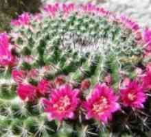 Kaktus Mammillaria
