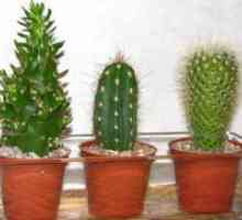 Kaktus - sorta in nega