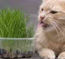 Kakšno trave kot mačka?