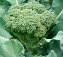 Brokoli - sorte in hibridi